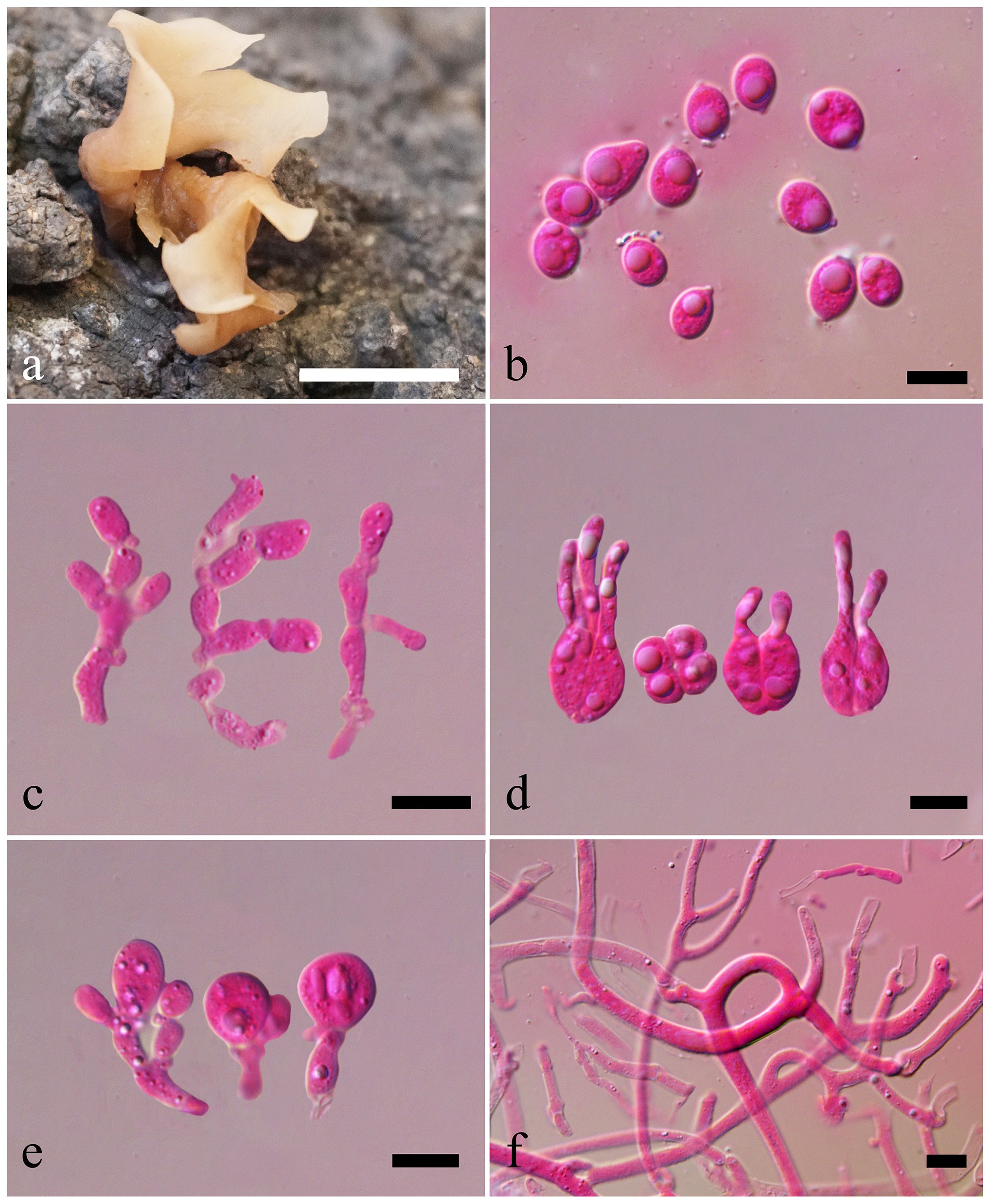 Figure 48